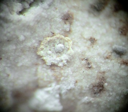 _Parwanit xx_Taranakit erdig_BB 4 mm_Parwan Lava Caves_Bacchus Marsh_Moorabool Shire_Victoria_Australien_Peter_2.jpg