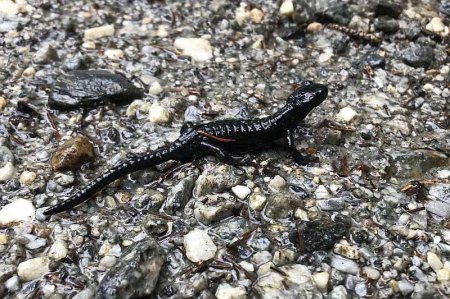 Salamander.jpg
