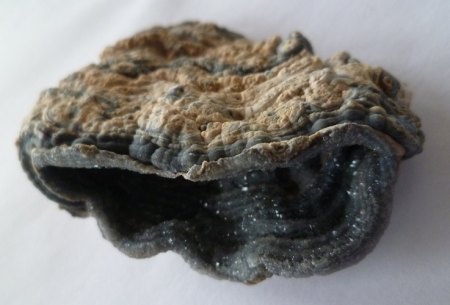Chalcedonrosette .JPG
