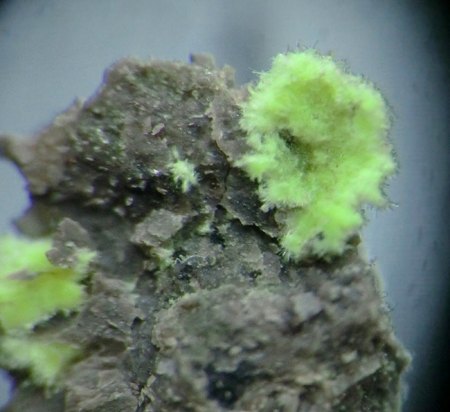 _Plasilit xx_MM_BB 4 mm_nadlig-fasrig_Taglicht gelb_Blue Lizard Mine_Red Canyon_San Juan Co._Utah_USA_TL_Peter.JPG