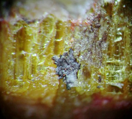 _Rebulit xx_MM_BB 4 mm_plattig-nadlig in Auripigment-Christit_Shimen Mine_Shjimen Co._Hunan Prov._China_Peter.jpg