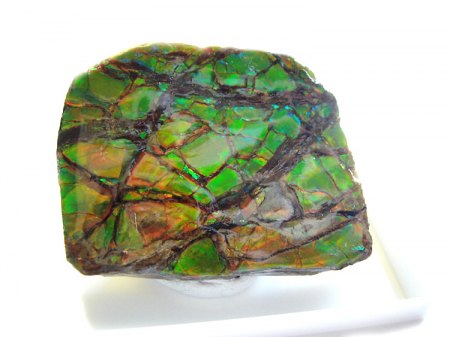 _Ammolith bzw. Korit_4x3 cm_Lethbridge_Alberta_Kanada_Peter_1a.jpg