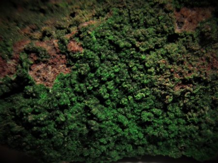 Euchlorin Tolbachik,Kamtschatka,Russland (2).JPG