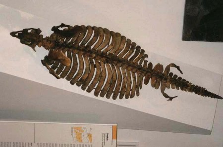 _Messel_Museum_Fossil_Peter_0797.jpg