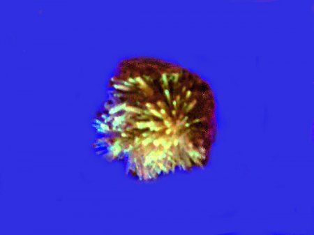 _Aragonit-Igel_NS-Format_UV KW_Toledo_Spanien_Peter.jpg