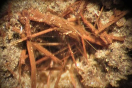 Amphibol Nickenich,Eifel (2).JPG