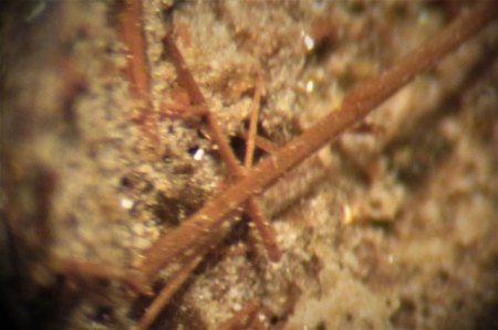 Amphibol Nickenich,Eifel (3).JPG