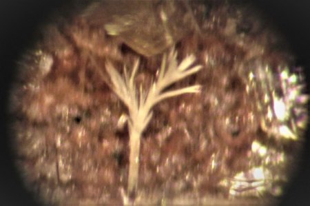 Zirkon Bellerberg,Eifel.JPG
