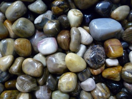 versteinertes Holz.JPG
