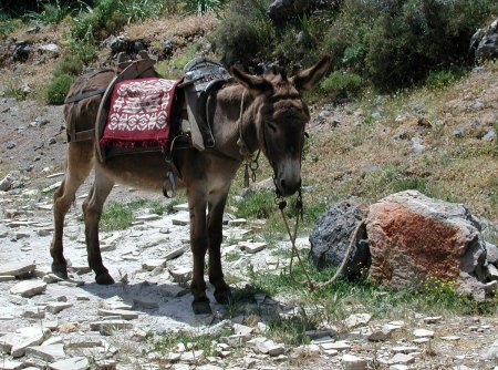 ortsübliches Transportmittel