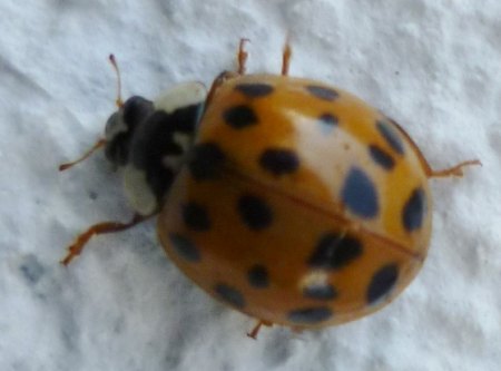 Harlekin-Käfer