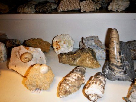 Fossilienvitrine