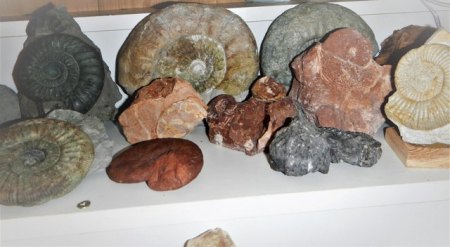 Fossilienvitrine