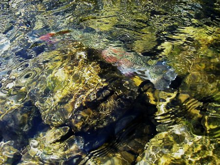 der Fototermin ist abgeschlossen der Fisch darf wieder schwimmen