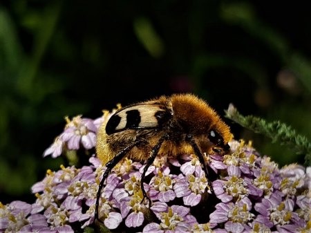 Bilder von Fauna und Flora