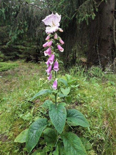 Bilder von Fauna und Flora