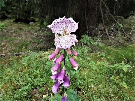Bilder von Fauna und Flora