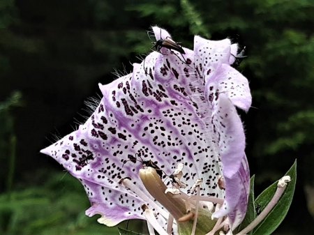 Bilder von Fauna und Flora