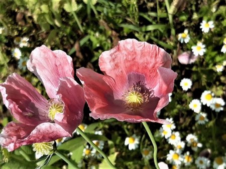 Bilder von Fauna und Flora