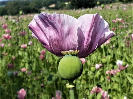 Bilder von Fauna und Flora