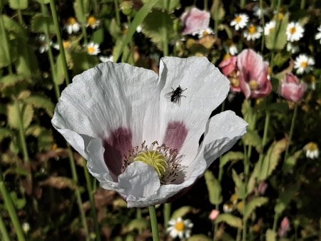 Bilder von Fauna und Flora