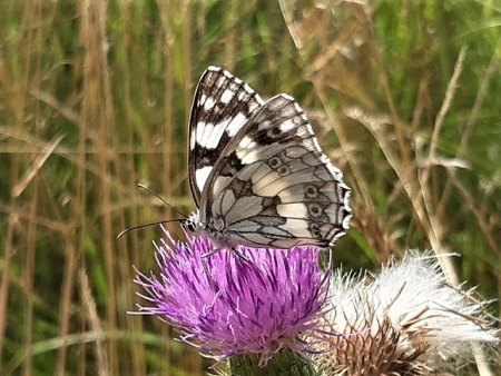 Bilder von Fauna und Flora