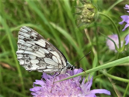 Bilder von Fauna und Flora