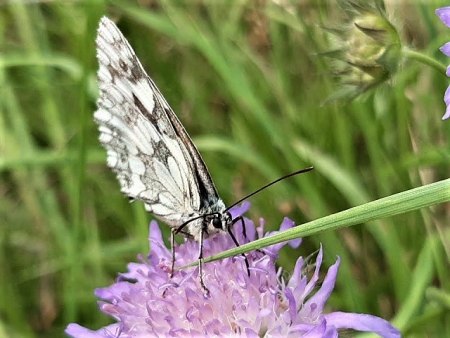 Bilder von Fauna und Flora