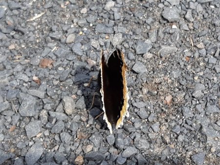 Bilder von Fauna und Flora