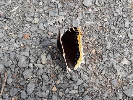 Bilder von Fauna und Flora