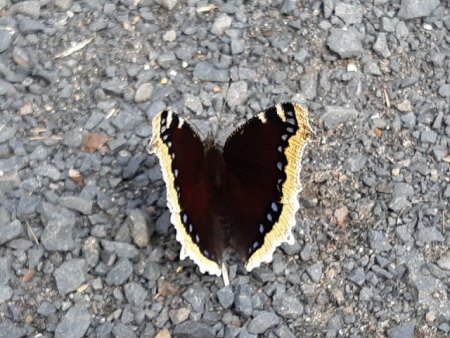 Bilder von Fauna und Flora
