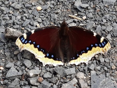 Bilder von Fauna und Flora