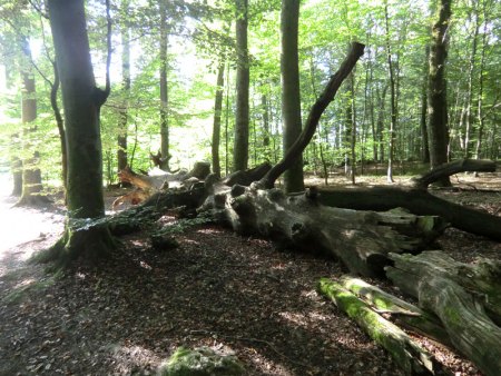 Taunus - Wiesbaden-Frauenstein - Arsenate