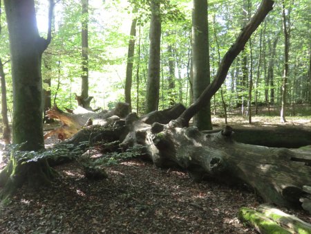 Taunus - Wiesbaden-Frauenstein - Arsenate