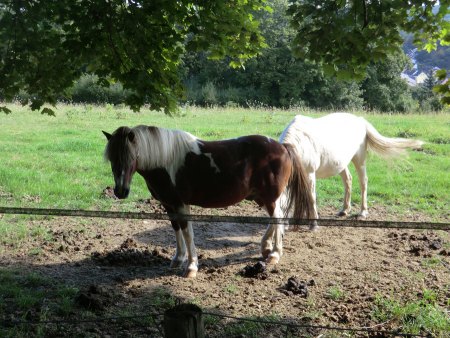 Taunus - Wiesbaden-Frauenstein - Arsenate