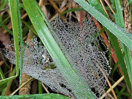 Bilder von Fauna und Flora