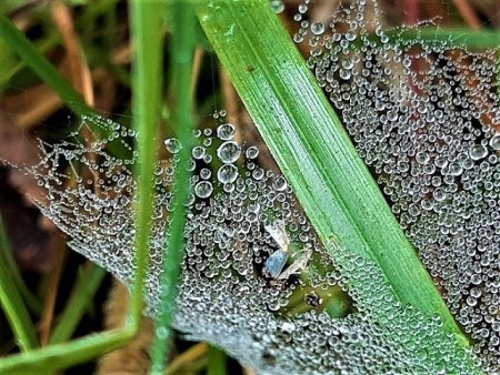 Bilder von Fauna und Flora