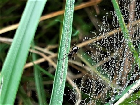 Bilder von Fauna und Flora
