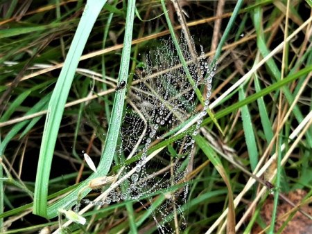 Bilder von Fauna und Flora