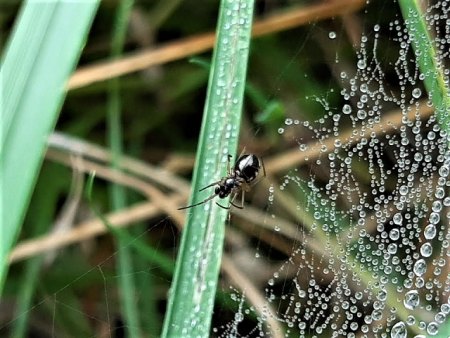 Bilder von Fauna und Flora