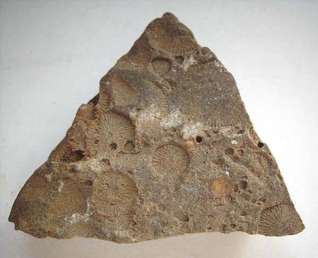 _Fossil_Eigenfund 10 79_Vorderseite_Crinoidenstielglieder_Ctenocrinus typus_Oelsberger Graben_Miehlen_Rheinland-Pfalz_Peter_1a.jpg