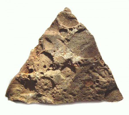 _Fossil_Eigenfund 10 79_Vorderseite_Crinoidenstielglieder_Ctenocrinus typus_Oelsberger Graben_Miehlen_Rheinland-Pfalz_Peter_1b.jpg