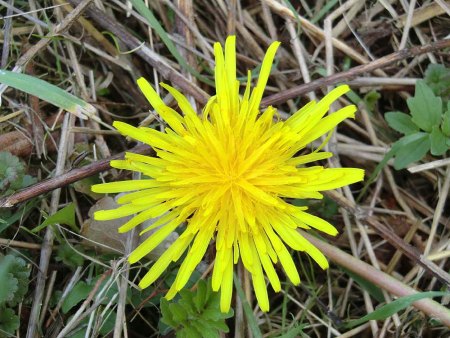 Bilder von Fauna und Flora