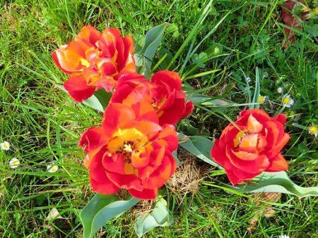 Bilder von Fauna und Flora