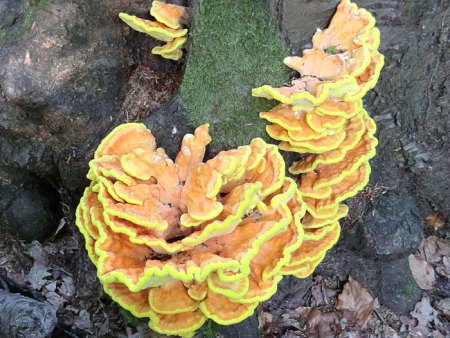 Bilder von Fauna und Flora