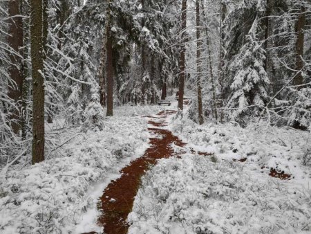 Grüße zu den Adventstagen