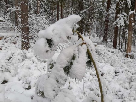 Grüße zu den Adventstagen