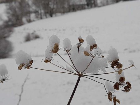 Grüße zu den Adventstagen