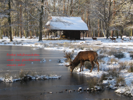 Frohe Weihnachten
