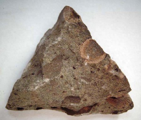 _Fossil_Eigenfund 10 79_Rückseite_Crinoidenstielglieder_Ctenocrinus typus_Oelsberger Graben_Miehlen_Rheinland-Pfalz_Peter.jpg